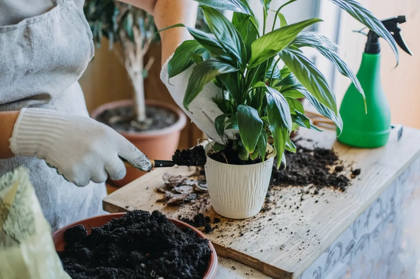 Přesazování rostlin