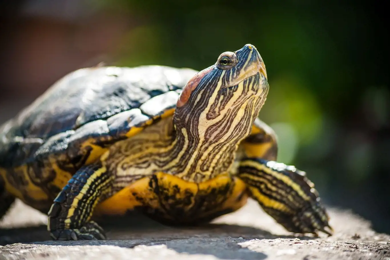 Želvy slunění milují a pro zachování zdraví ho nutně potřebují
