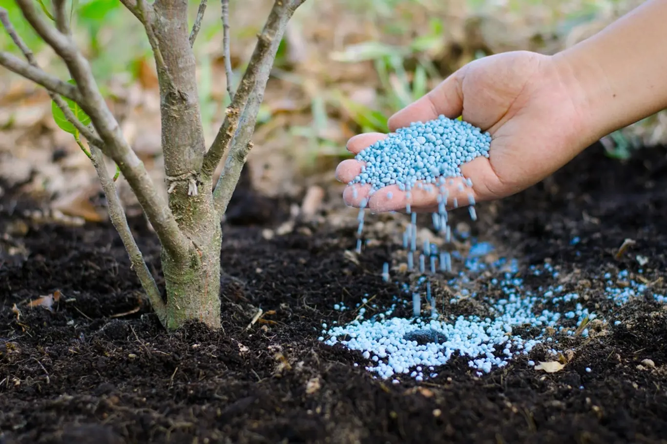 Umíte správně hnojit stromy a keře?