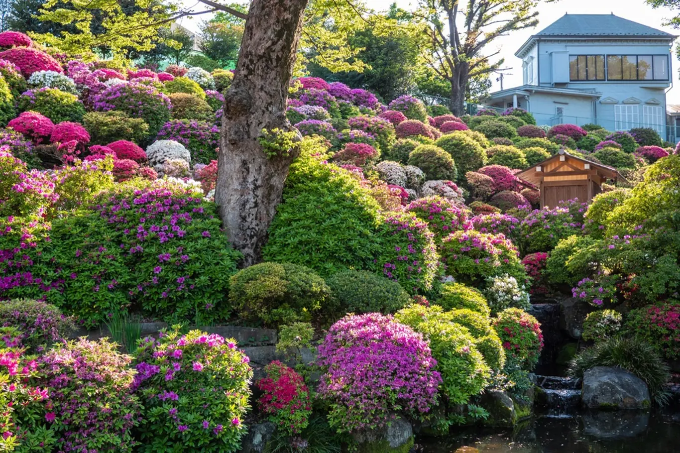 Když tvarované japonské azalky rozkvetou, jsou omamně krásné