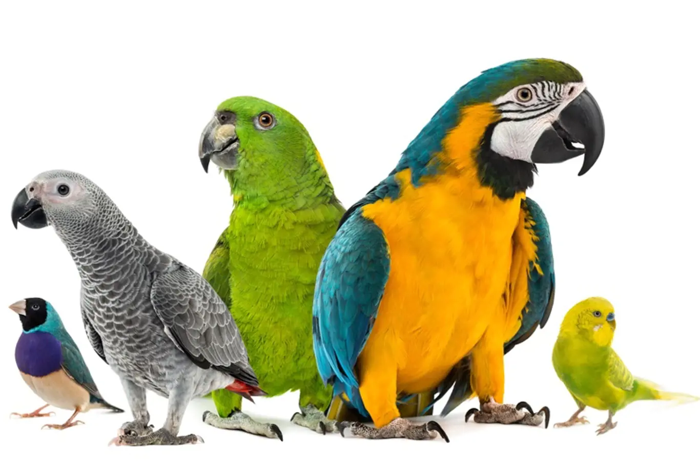 Které druhy papoušků se nejsnáze učí mluvit?