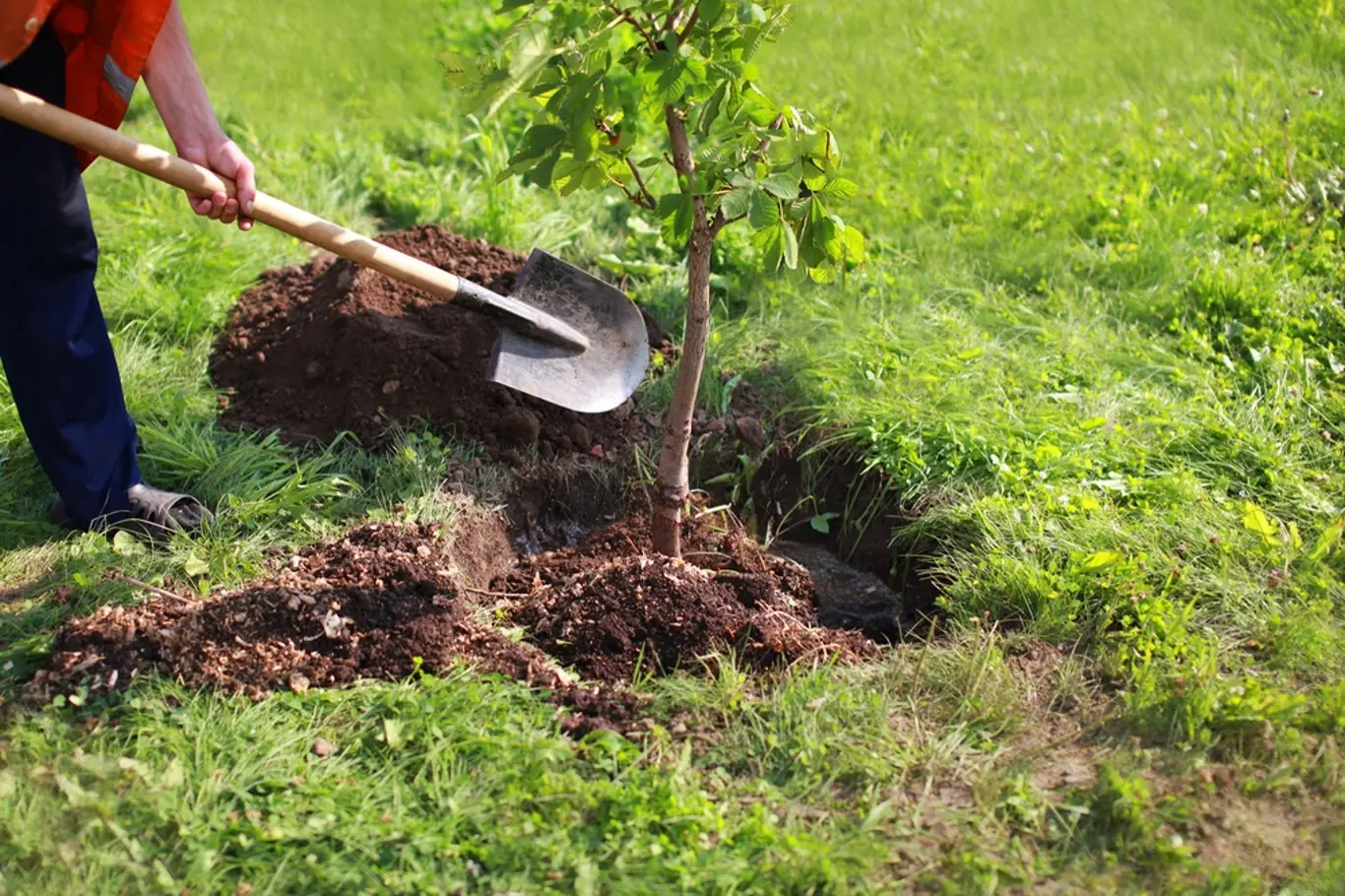 Jak správně zasadit ovocný strom?