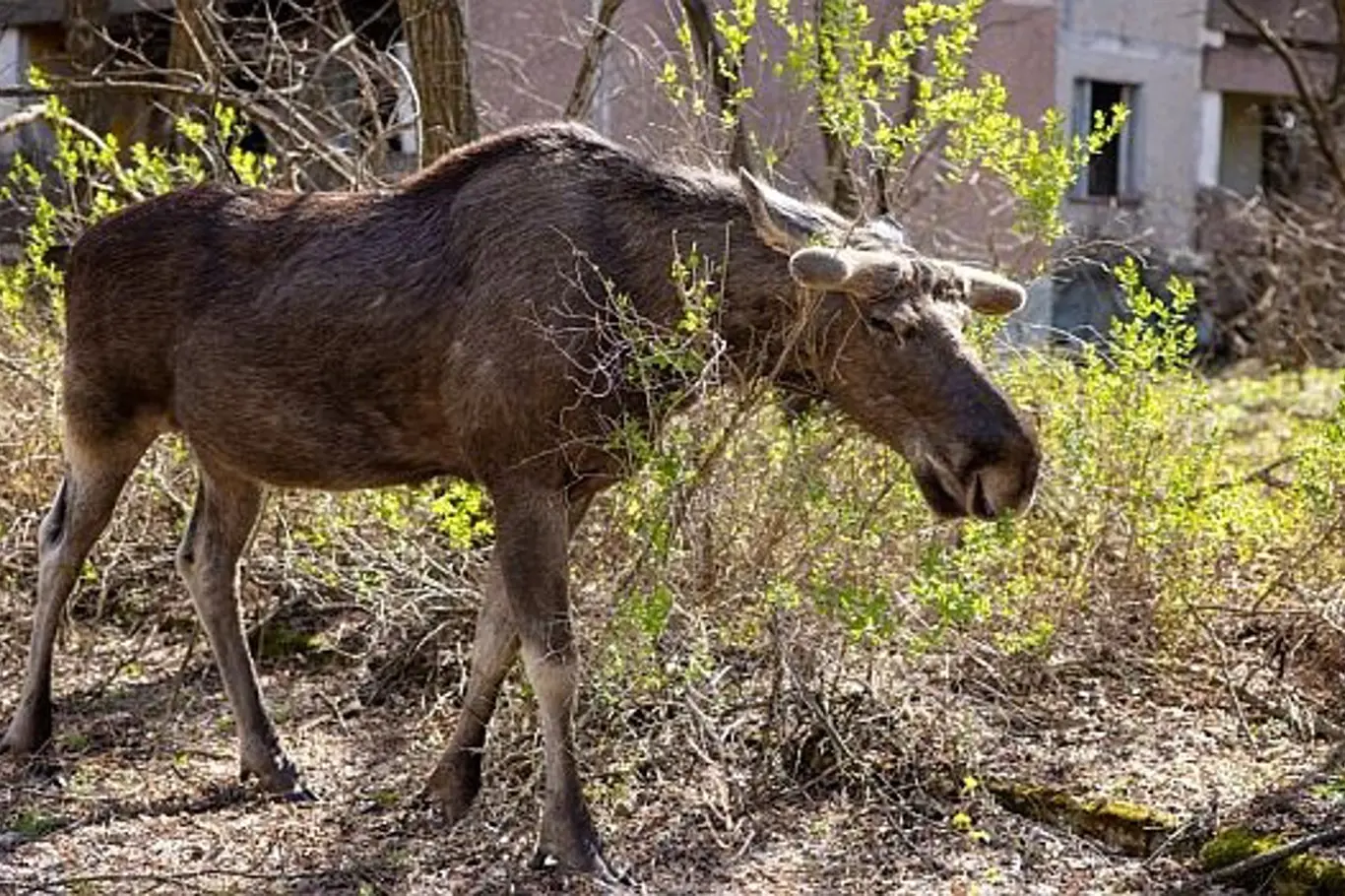 V oblasti Černobylu přežilo několik druhů zvířat