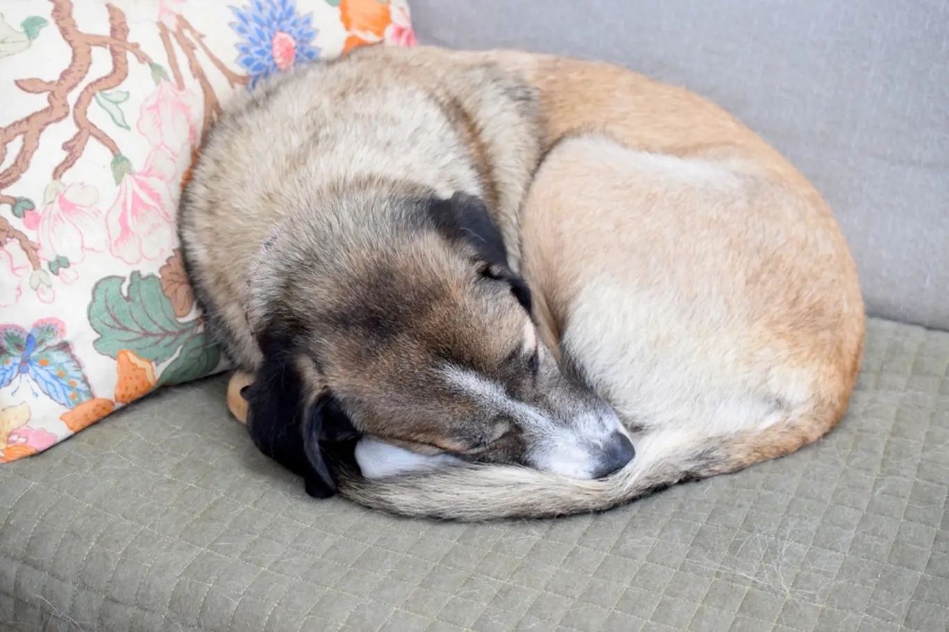 Pes pro sebe shromažďuje při spánku teplo.