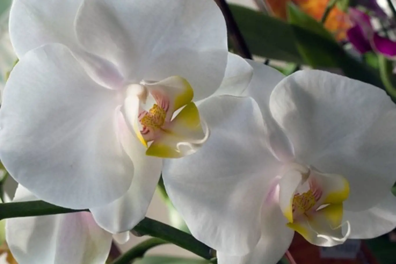 Až si přinesete orchidej domů, dopřejte jí určitě místo bez přímého slunce.