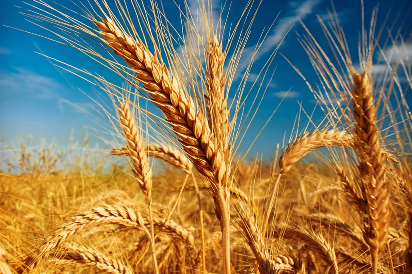 Dozrávající pšenice na poli.
