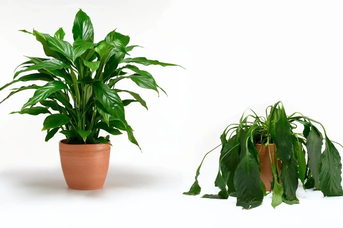 Poznáte běžná onemocnění pokojových rostlin?