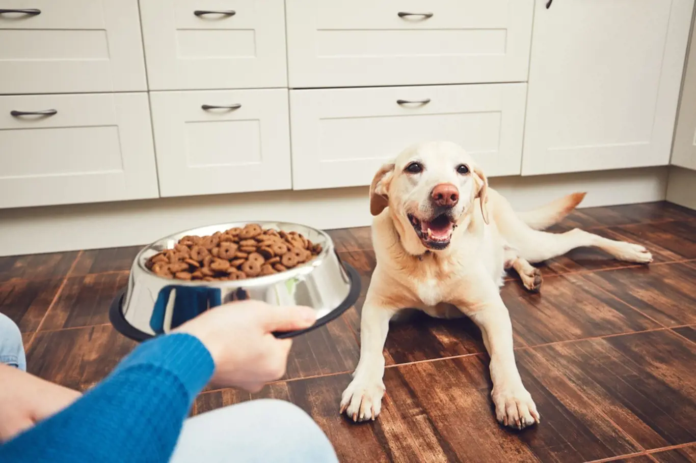 Jak dlouho nechat psa bez jídla?