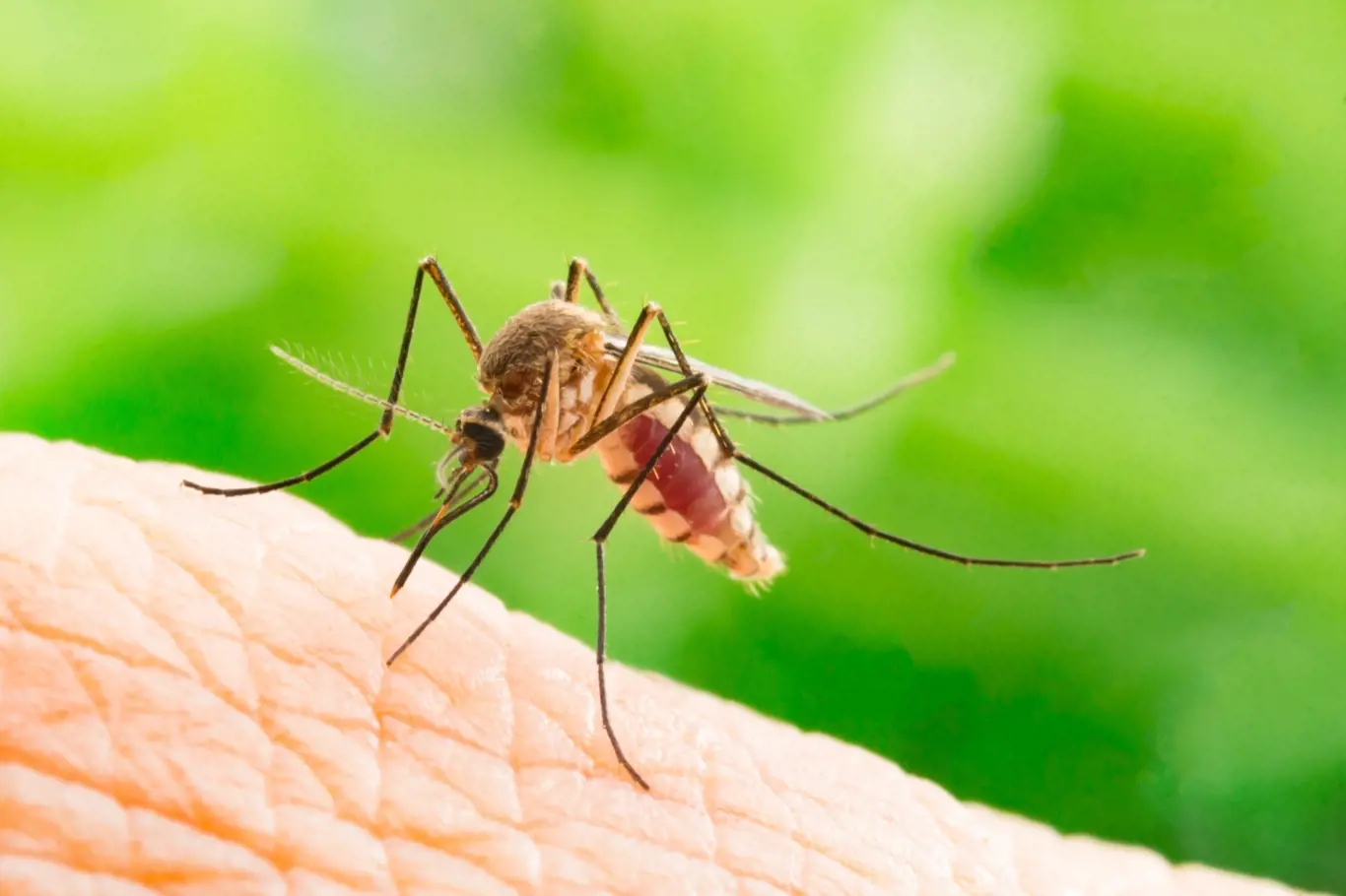 Komáři a krevní skupiny