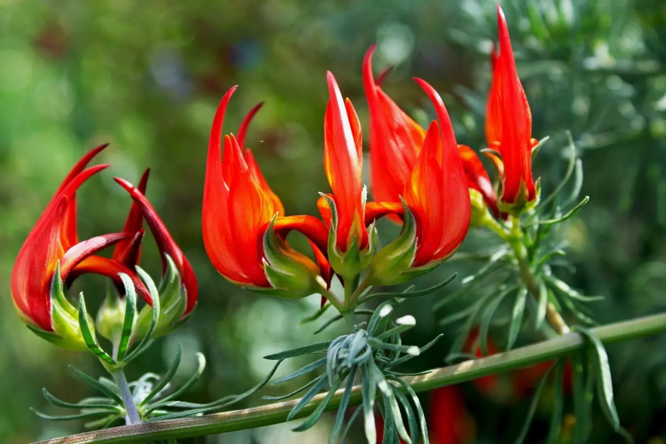 Štírovník (Lotus maculatus) má nádherné květy připomínající plameny, ale i štíří ocas.
