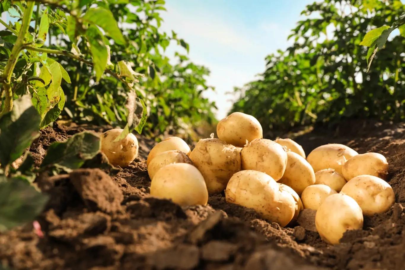 Jestliže si chcete vypěstovat vlastní brambory, je třeba začít správnou výsadbou, na kterou je čas právě teď.
