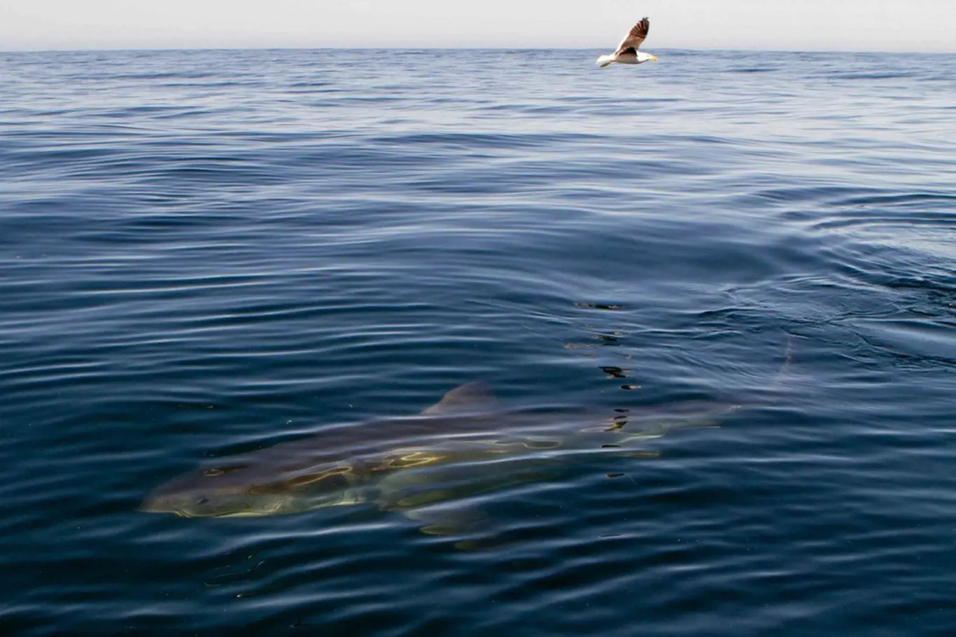Velký bílý žralok u břehů Austrálie. Ilustrační foto.