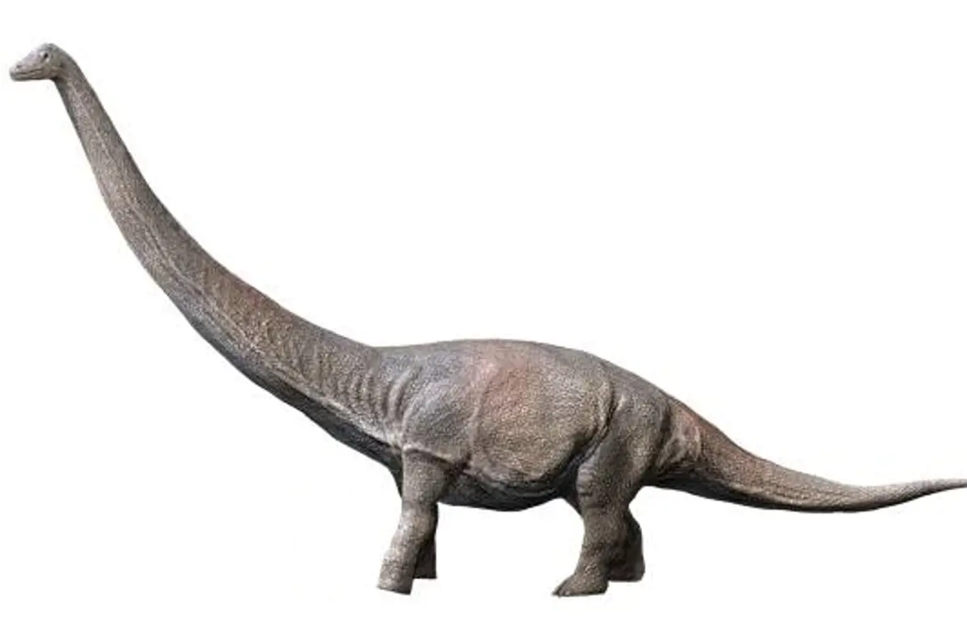 Dreadnoughtus schrani - rekonstrukce