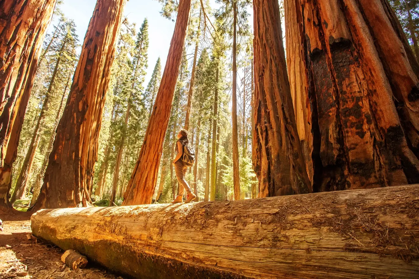 NP Sequoia v Kalifornii