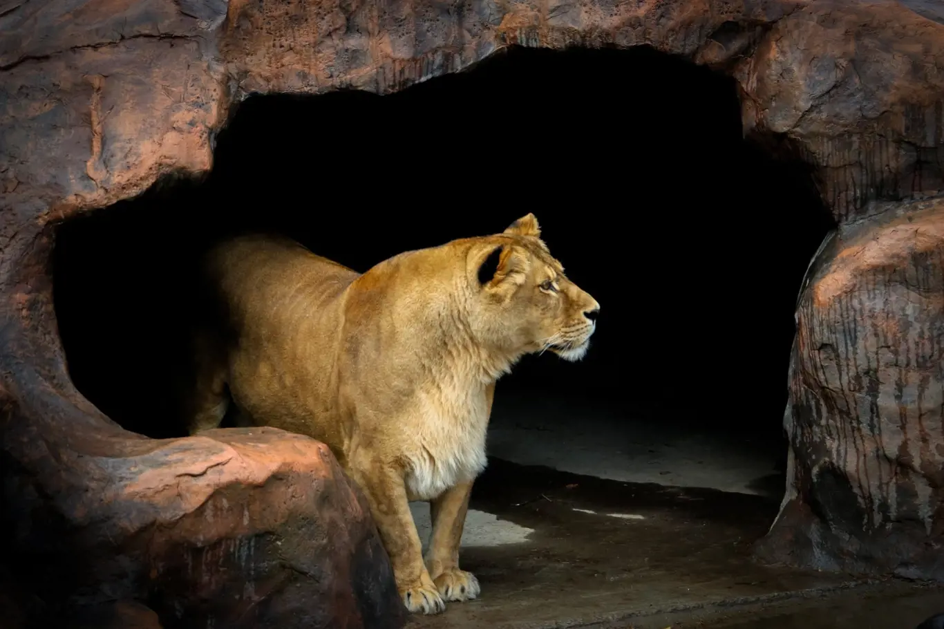 Jeskynní lvi
