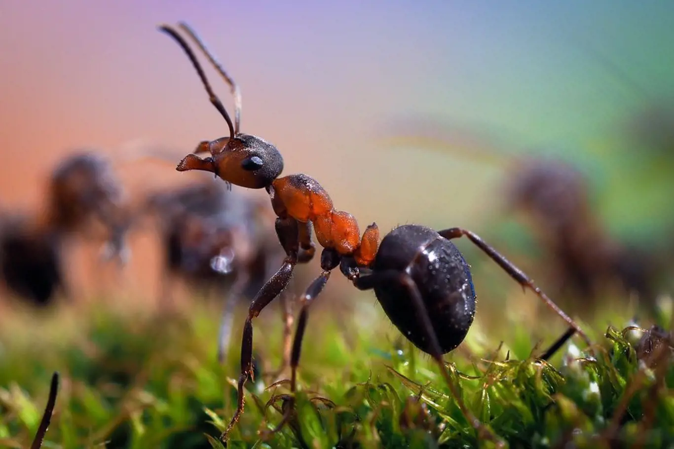 Mravenci, nenápadní pomocníci zahrádkáře