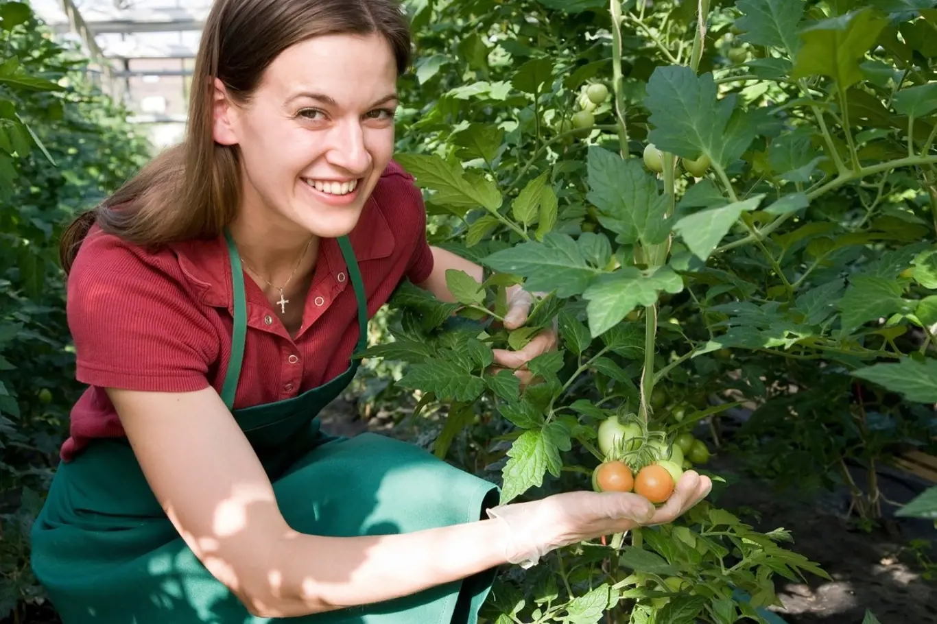 rajčata žena pěstování
