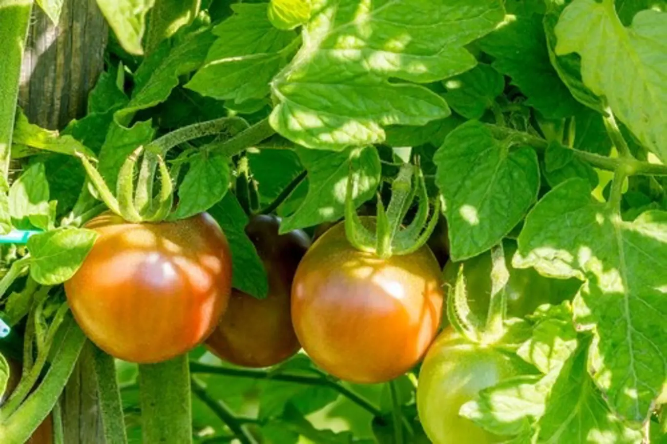 Pardubický zahradník František Hlubocký zastává názor, že je lepší nenechávat rajčata na keřích až do úplného zčervenání.