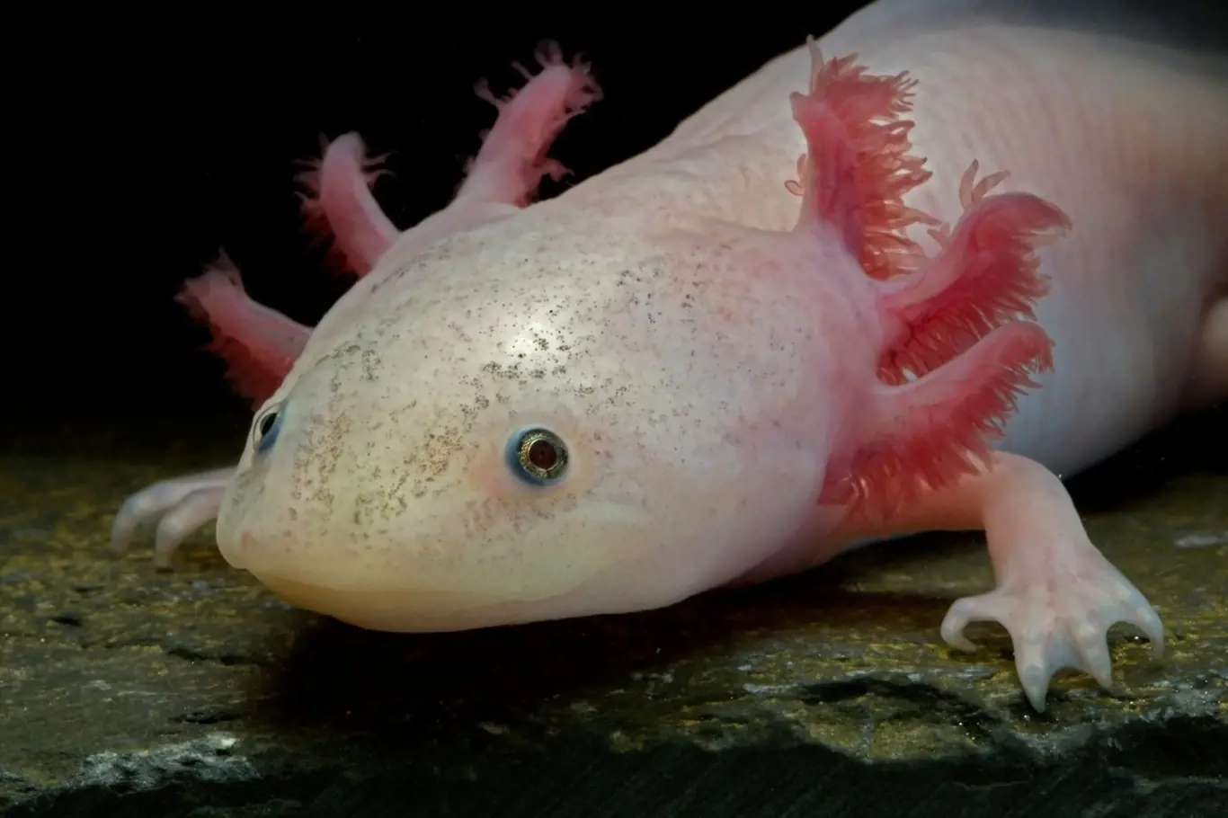 Axolotl neboli vodní dráček je oblíbeným akvarijním mazlíčkem.