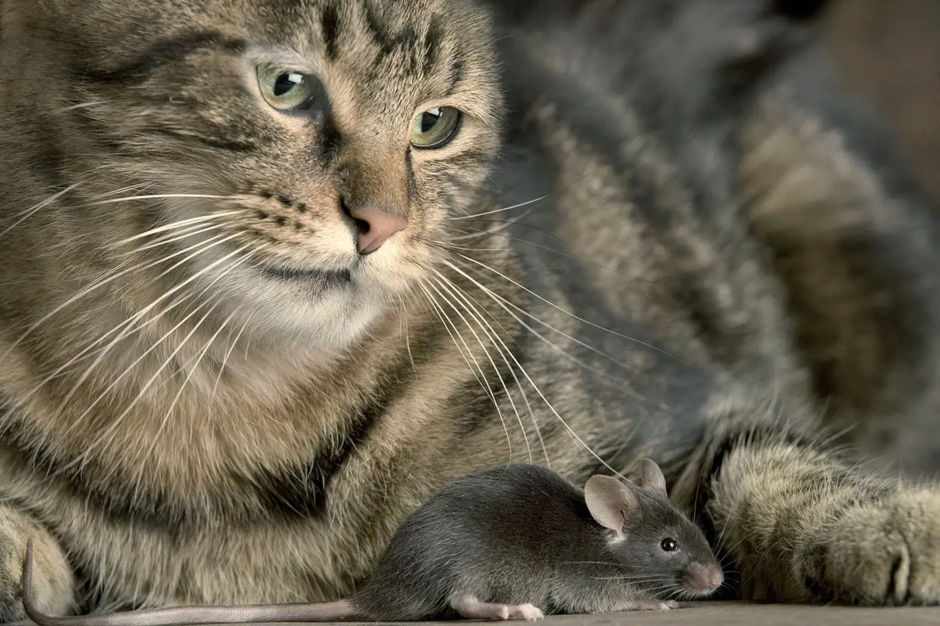 Kočky nebo psi dokážou v případě boje proti myším velmi dobře posloužit.