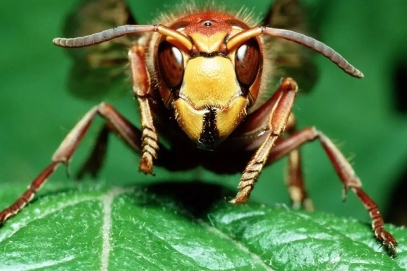 Deset nejbolestivějších bodnutí v říši hmyzu. Vědec je otestoval na vlastní kůži