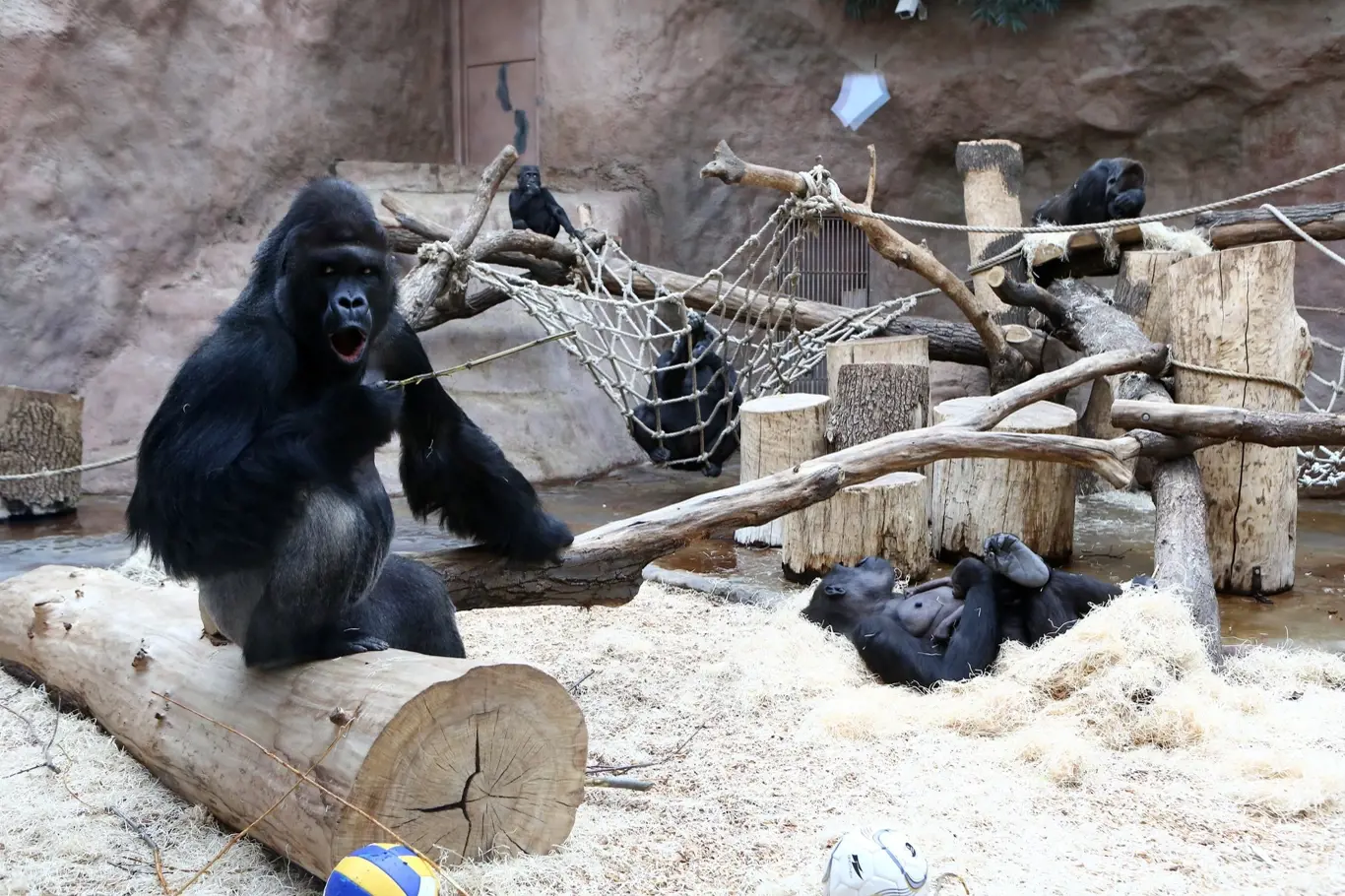 Jedním z velkých úspěchů Zoo Praha je rozrůstající se gorilí rodinka.