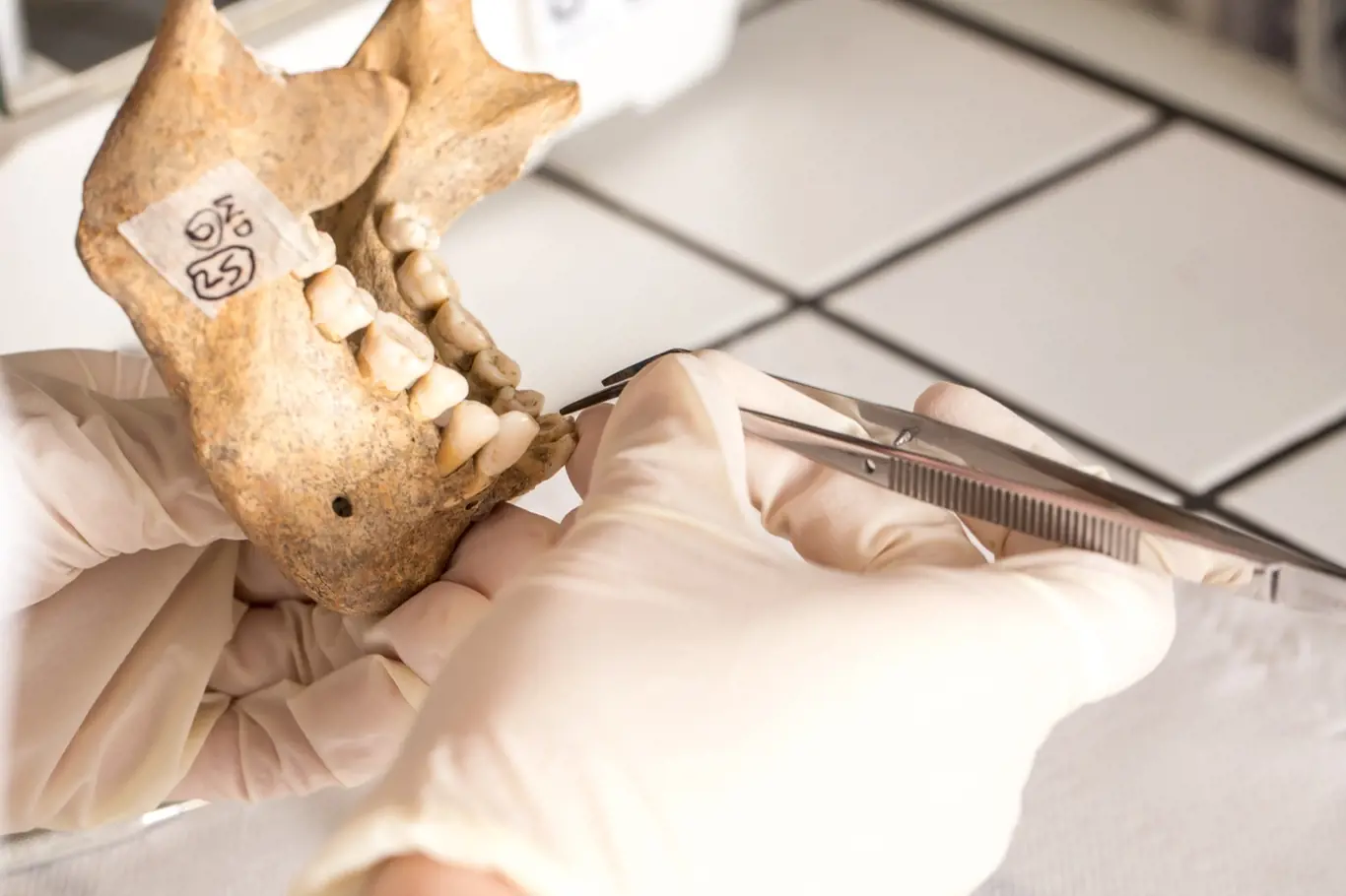 Co odhalily nalezené zuby?