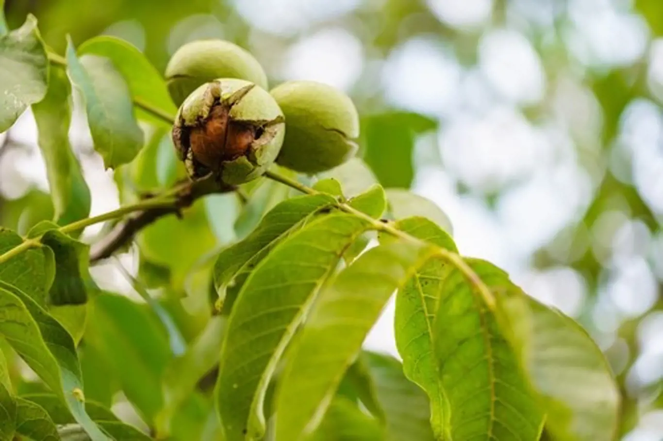 Vlašské ořechy jsou plody královského ořešáku.