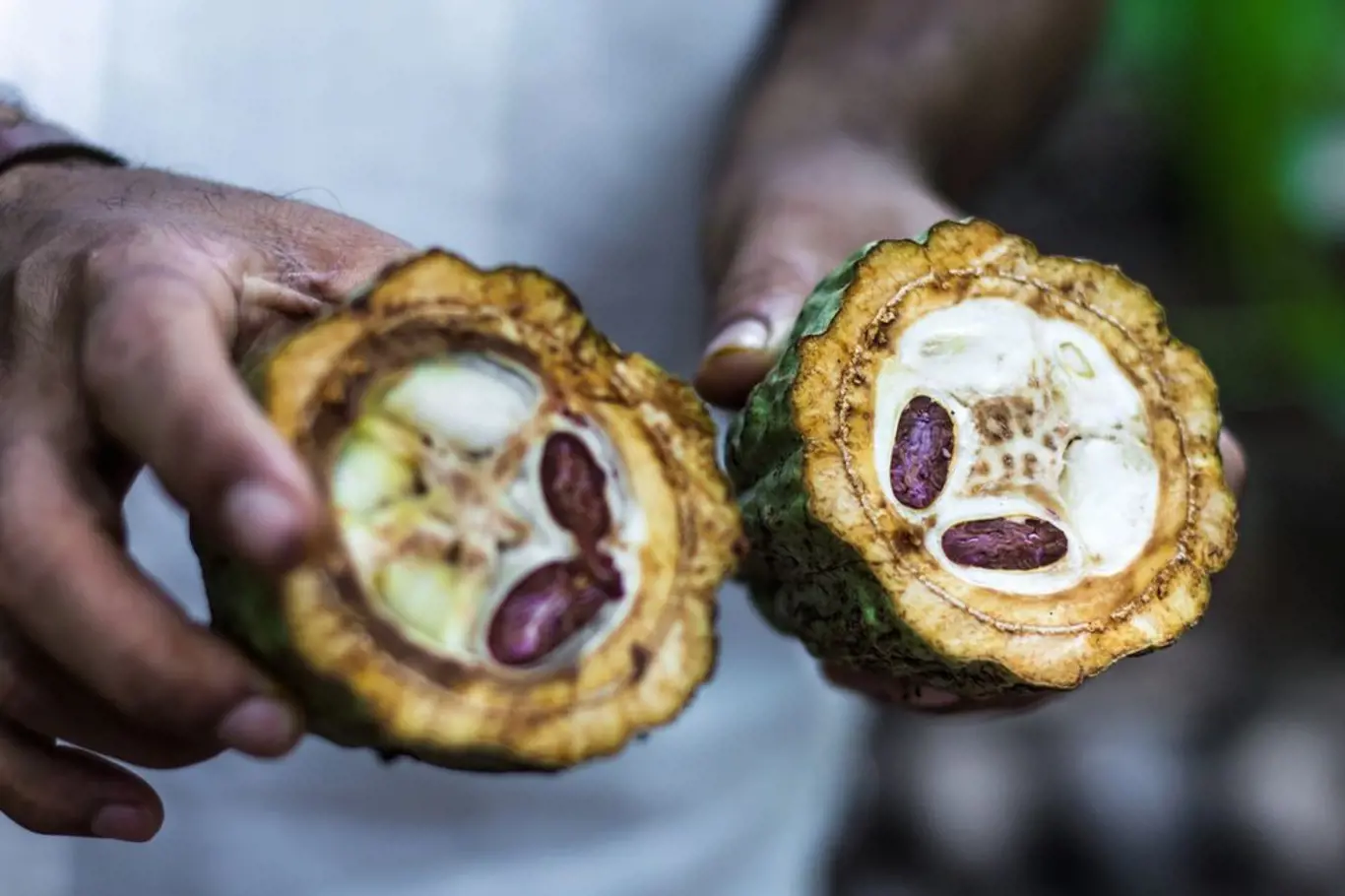 Plody kakaovníku v sobě skrývají cenná, všemi milovaná semena