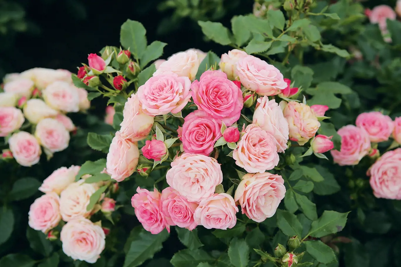 XENIA je vydařená novinka v sortimentu nižších mnohokvětých růží s výškou asi 70 cm. Květy jsou barevně proměnlivé od krémových přes růžové až k červenavým tónům