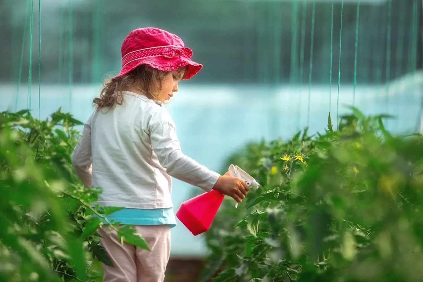 Pěstování rajčat není složité - stejně jako každá práce vyžaduje zájem a péči
