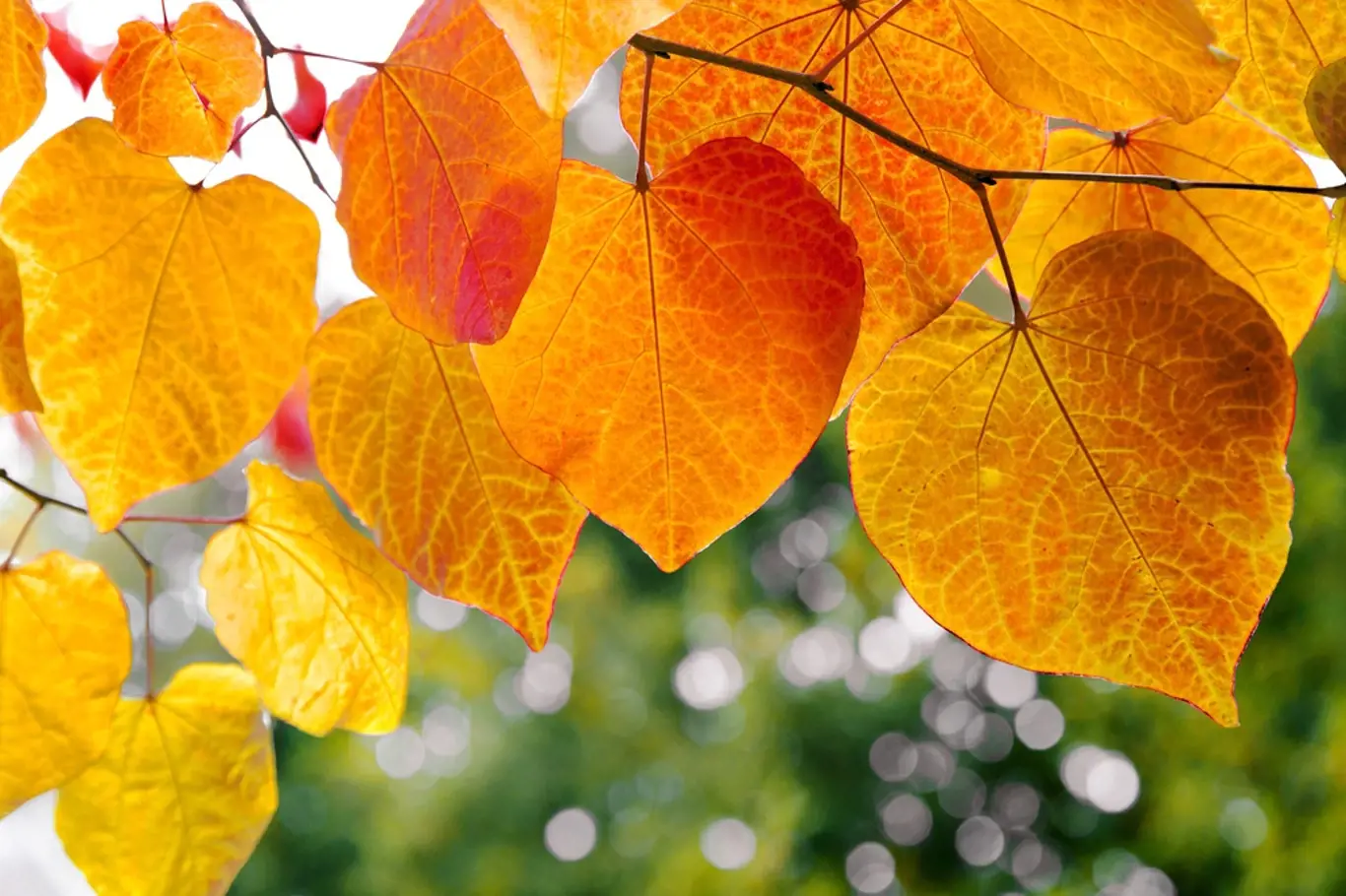 Podzimně zbarvené listy.