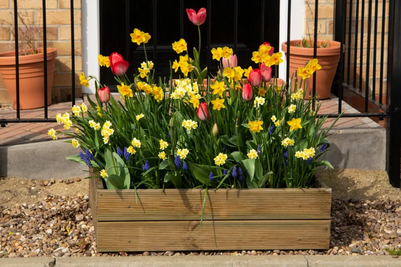 Dřevěný truhlík osázený tulipány, narcisy a modřenci.