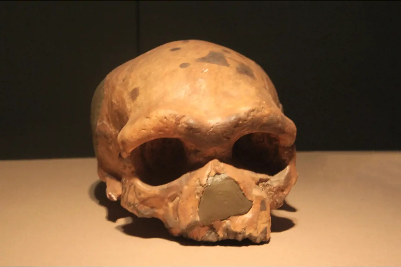 Replika lebky člověka z Dali, člověka druhu Homo Sapiens, která byla objevena v čínské provincii Shaanxi.