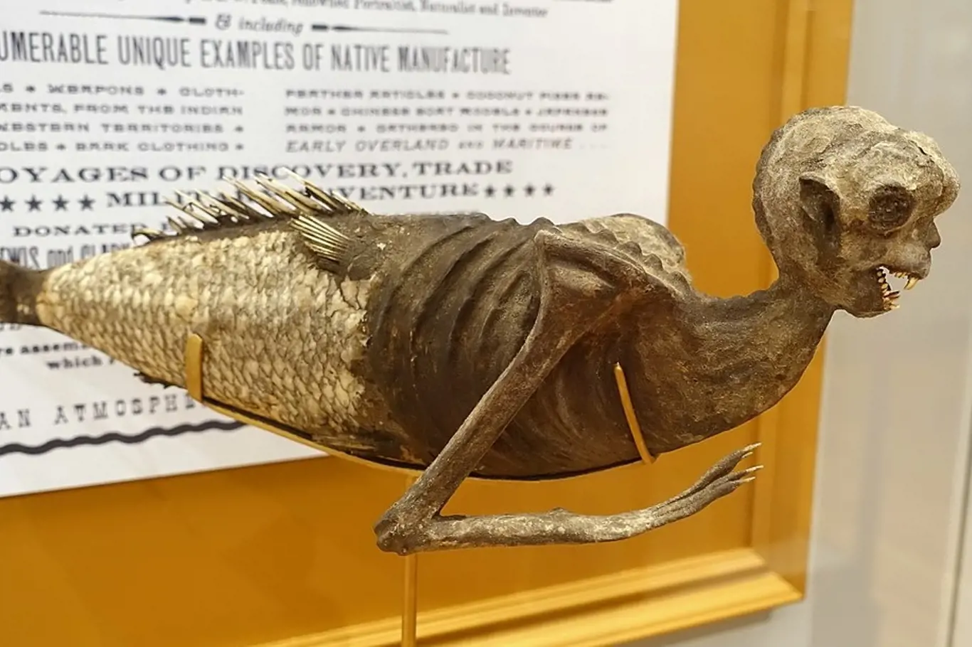 "Mořská panna" v muzeu při univerzitě v Harvardu