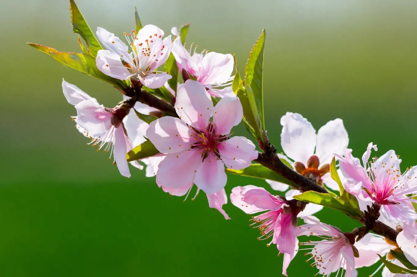 Nejkritičtější období jara právě přichází, a proto je velice důležitá ochrana květů před mrazem.