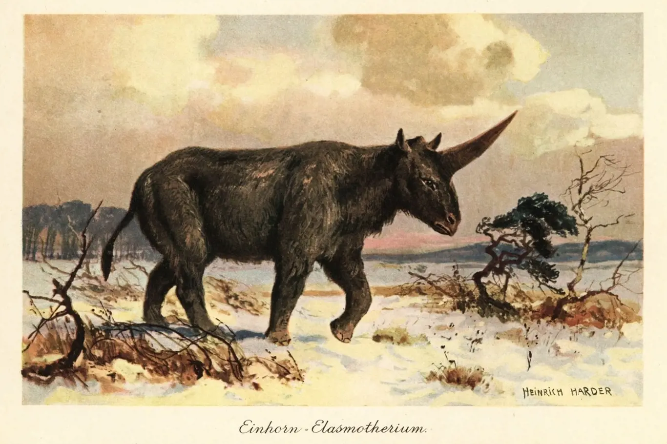 Sibiřský jednorožec Elasmotherium