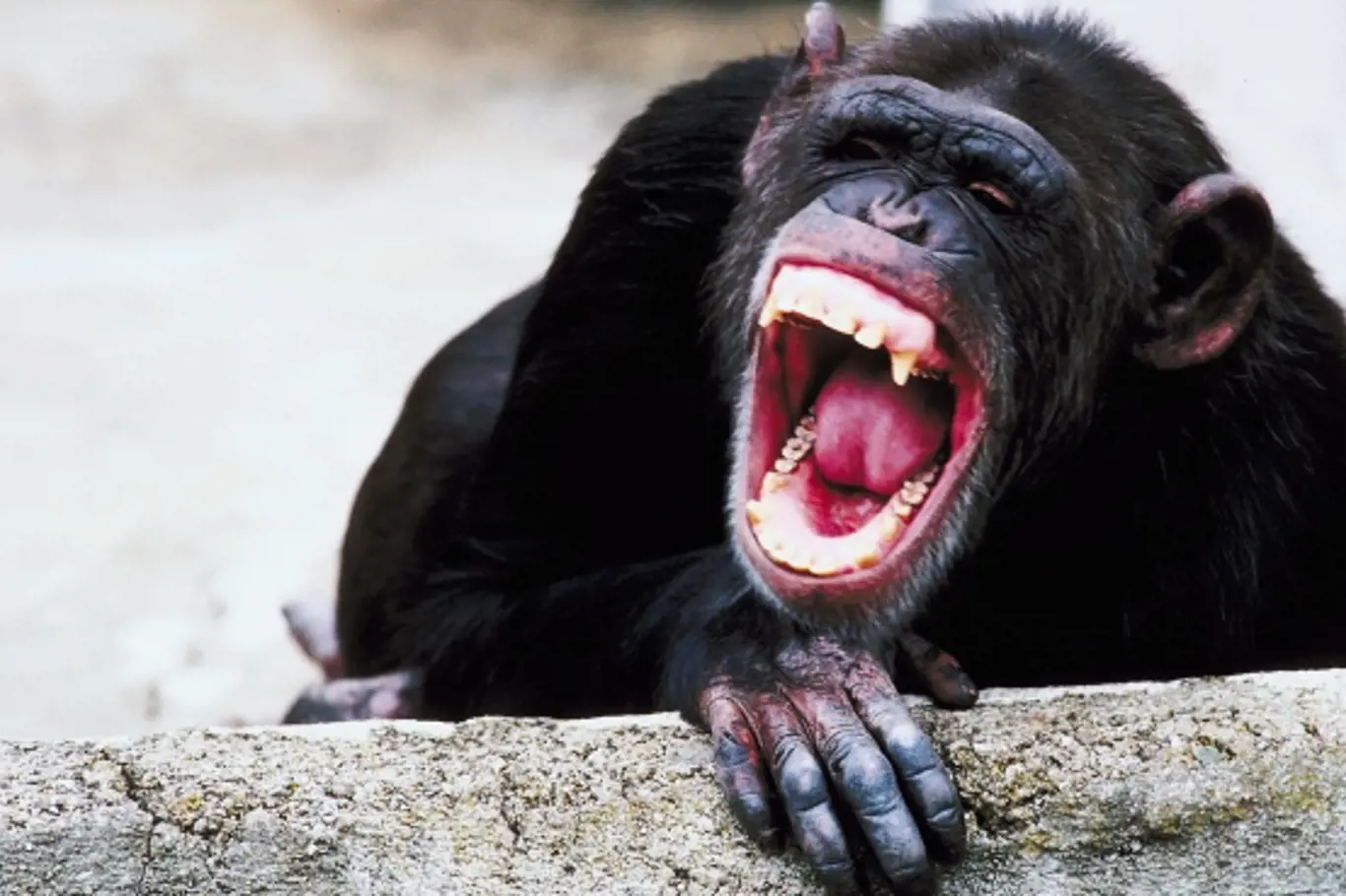 Nejhorší lidožrouti: Frodo - šimpanz, kterému zachutnalo lidské maso