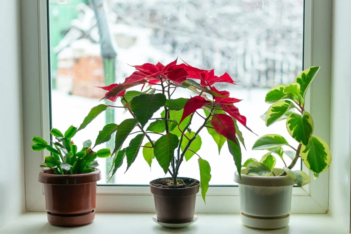 Pokojové rostliny se v zimě snažíme umístit co nejblíže k oknu.
