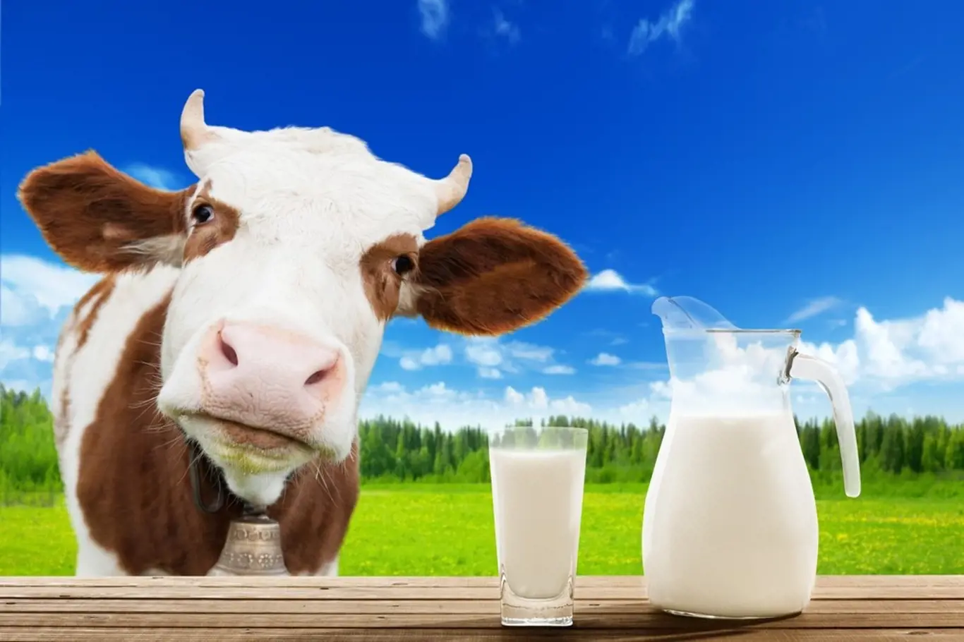 Kravské mléko bez pasterizace nás může otrávit