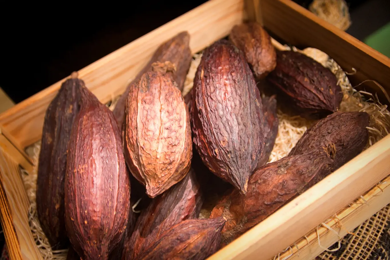Kakaové lusky ukrývající kakaové boby