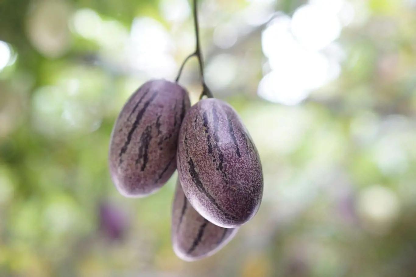 Zrající plody pepína, Solanum muricatum