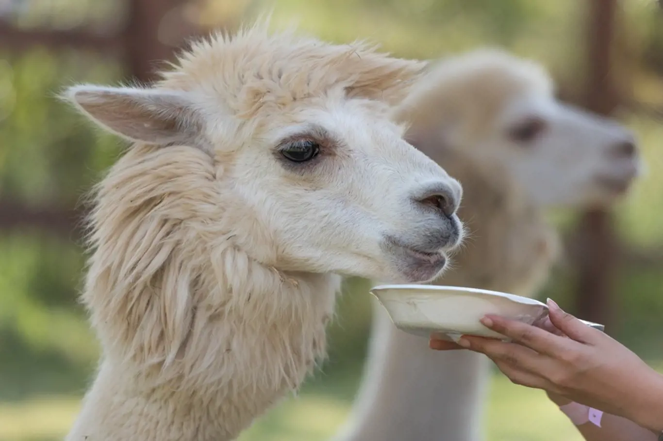 Vicugna pacos, neboli alpaka je domestikovaná lama.