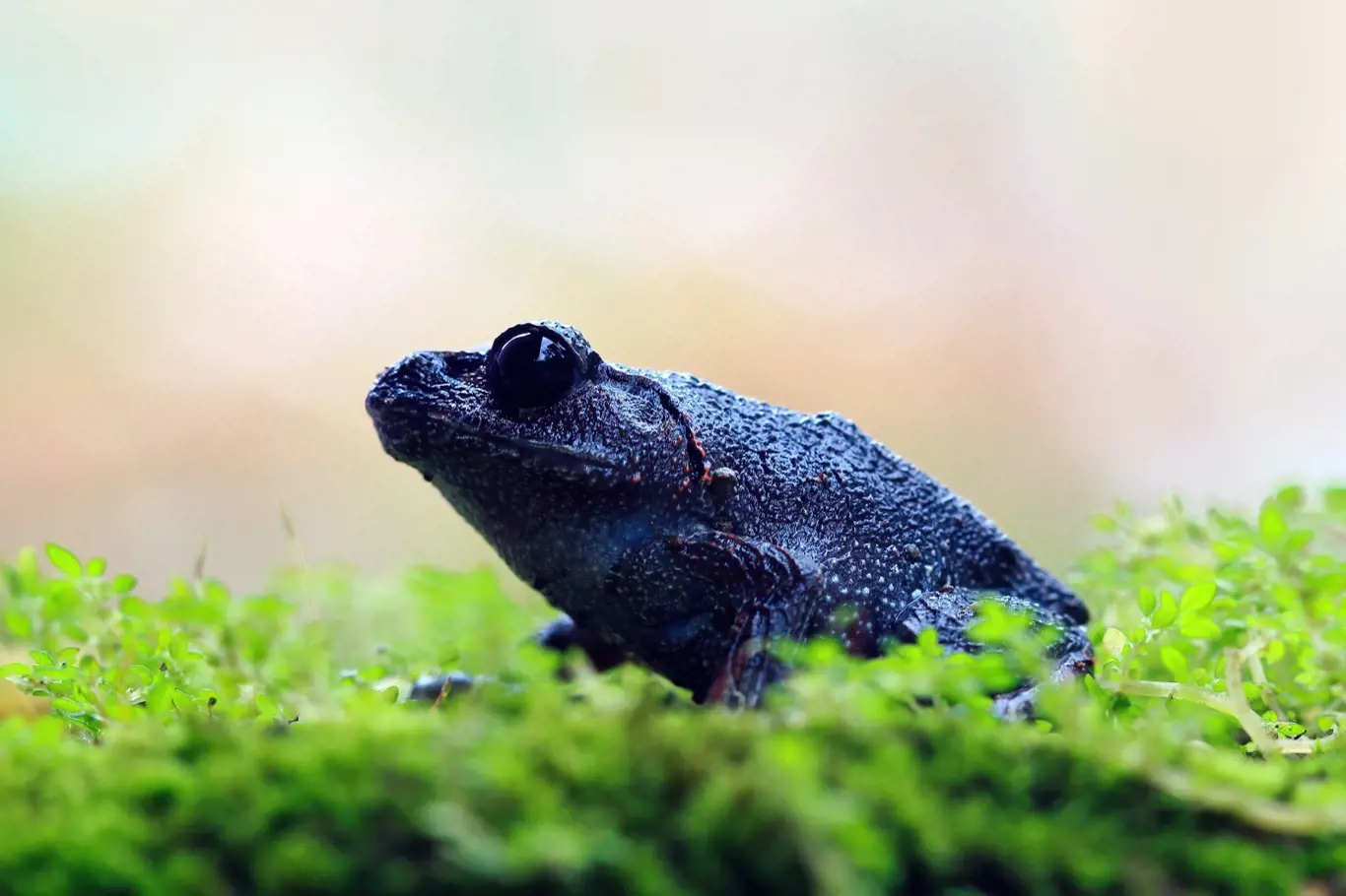Smolně černá žába. Ilustrační foto.