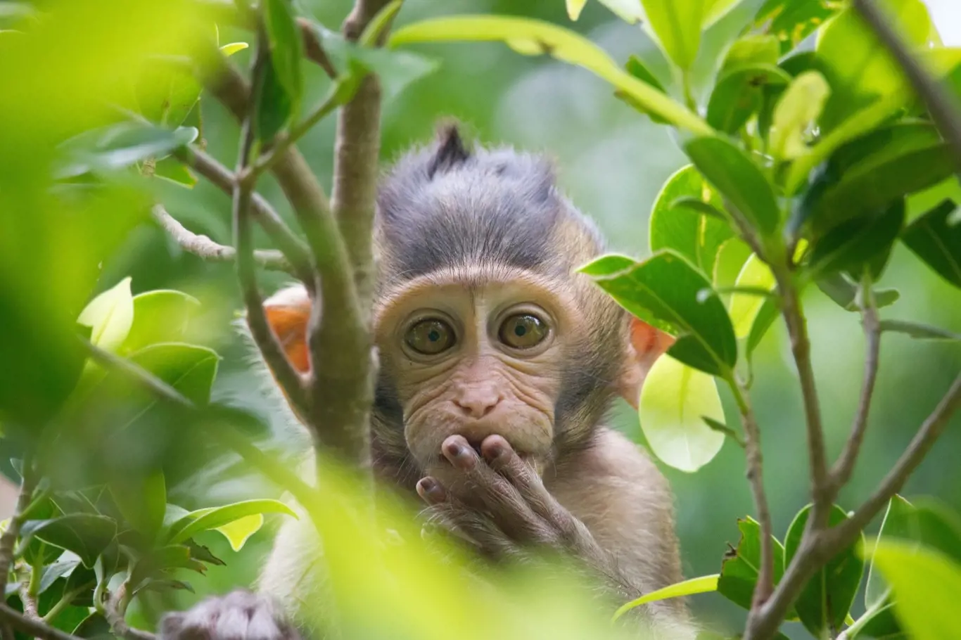 Co nutí opice být více lidmi?
