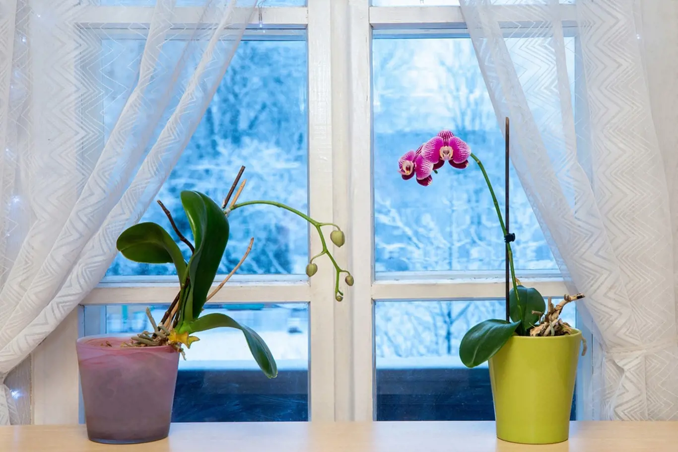 Co udělat s orchidejemi před zimou