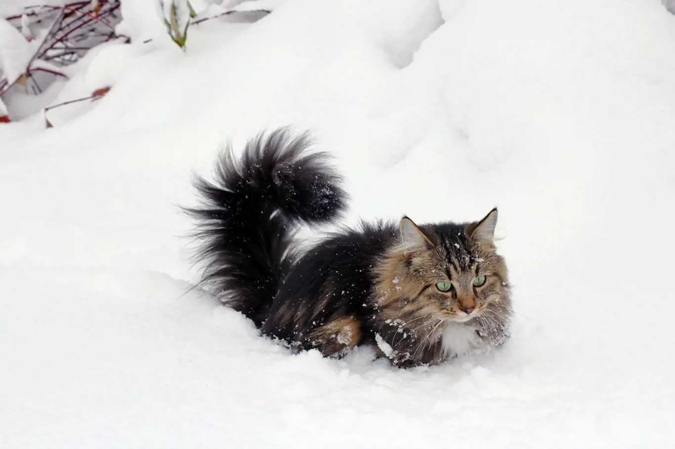 Norské lesní kočce hluboký sníh nevadí.