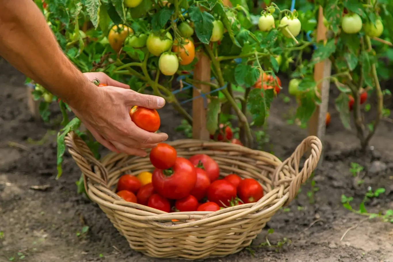 Víte, jak přimět rajčata, aby dozrála?