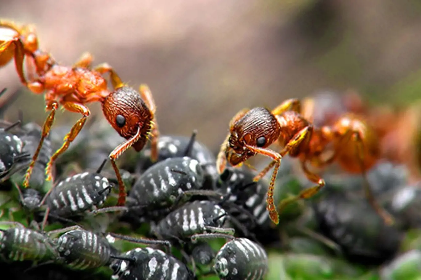 Mravenci a mšice (trofobionti)