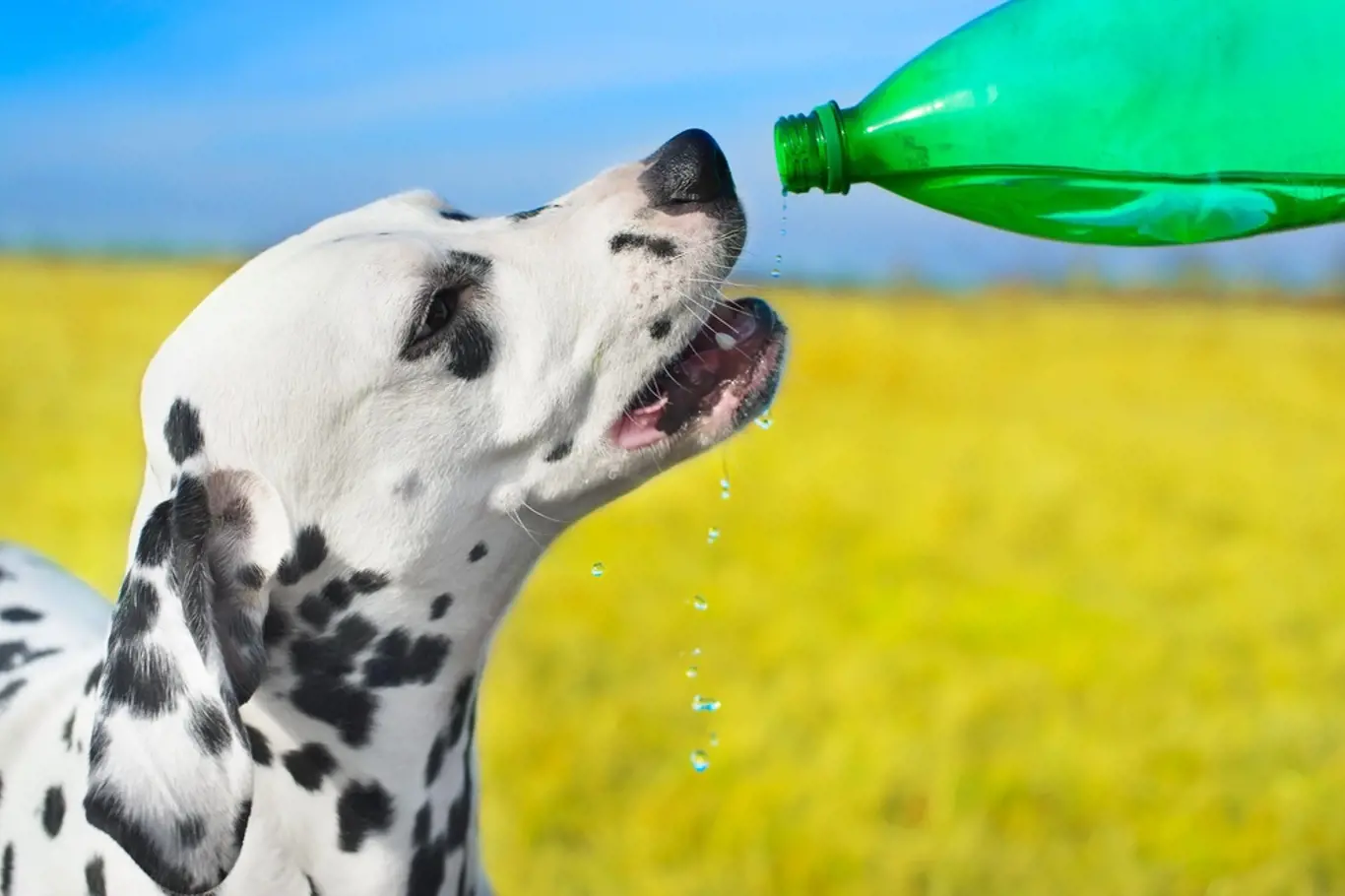 Pes musí mít stálý přísun vody